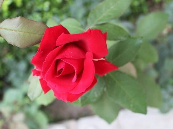 How to prune roses