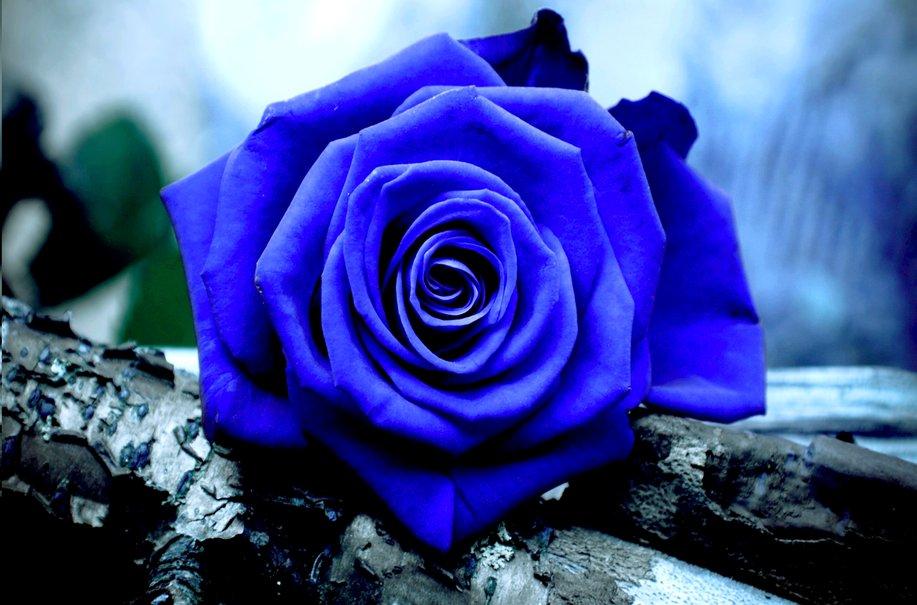 Are blue roses real