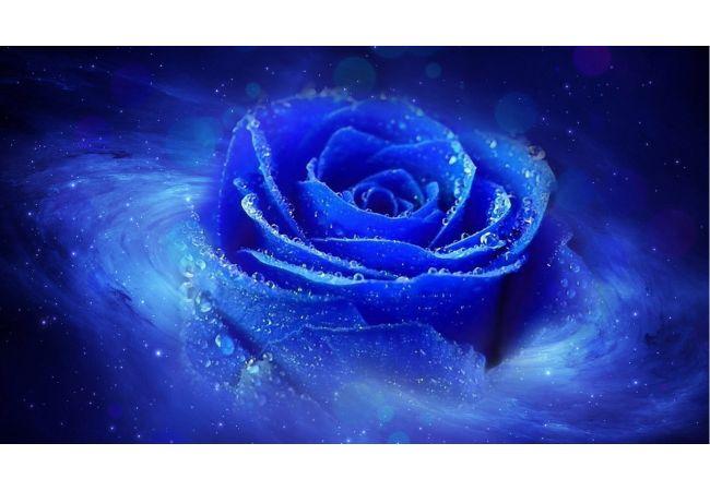 Are blue roses real