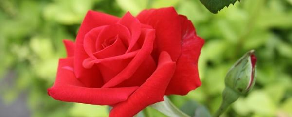 How to propagate roses