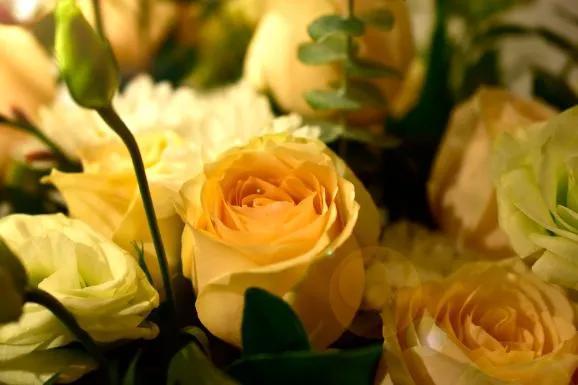 What do yellow roses mean in a relationship