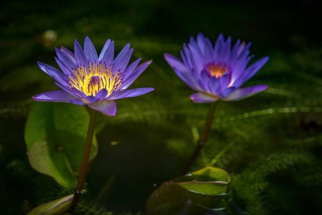 Where to buy blue lotus flower