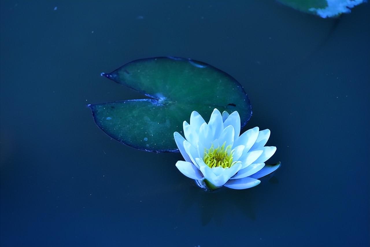 Where to buy blue lotus flower