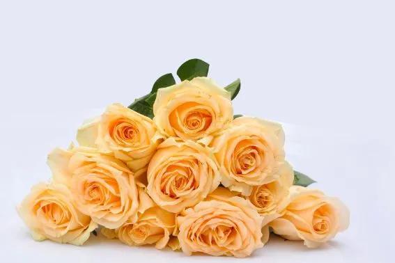 What do yellow roses mean in a relationship