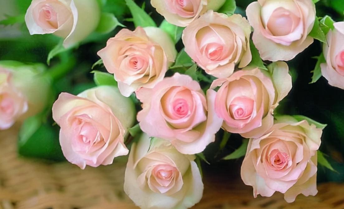 How to keep a purchased rose bouquet longer