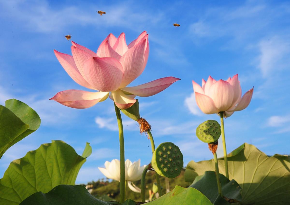 Where to buy blue lotus flower