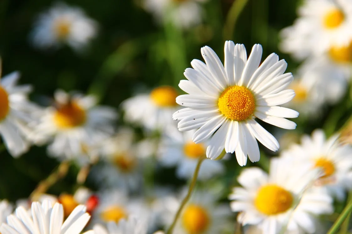 What does sending flowers mean?