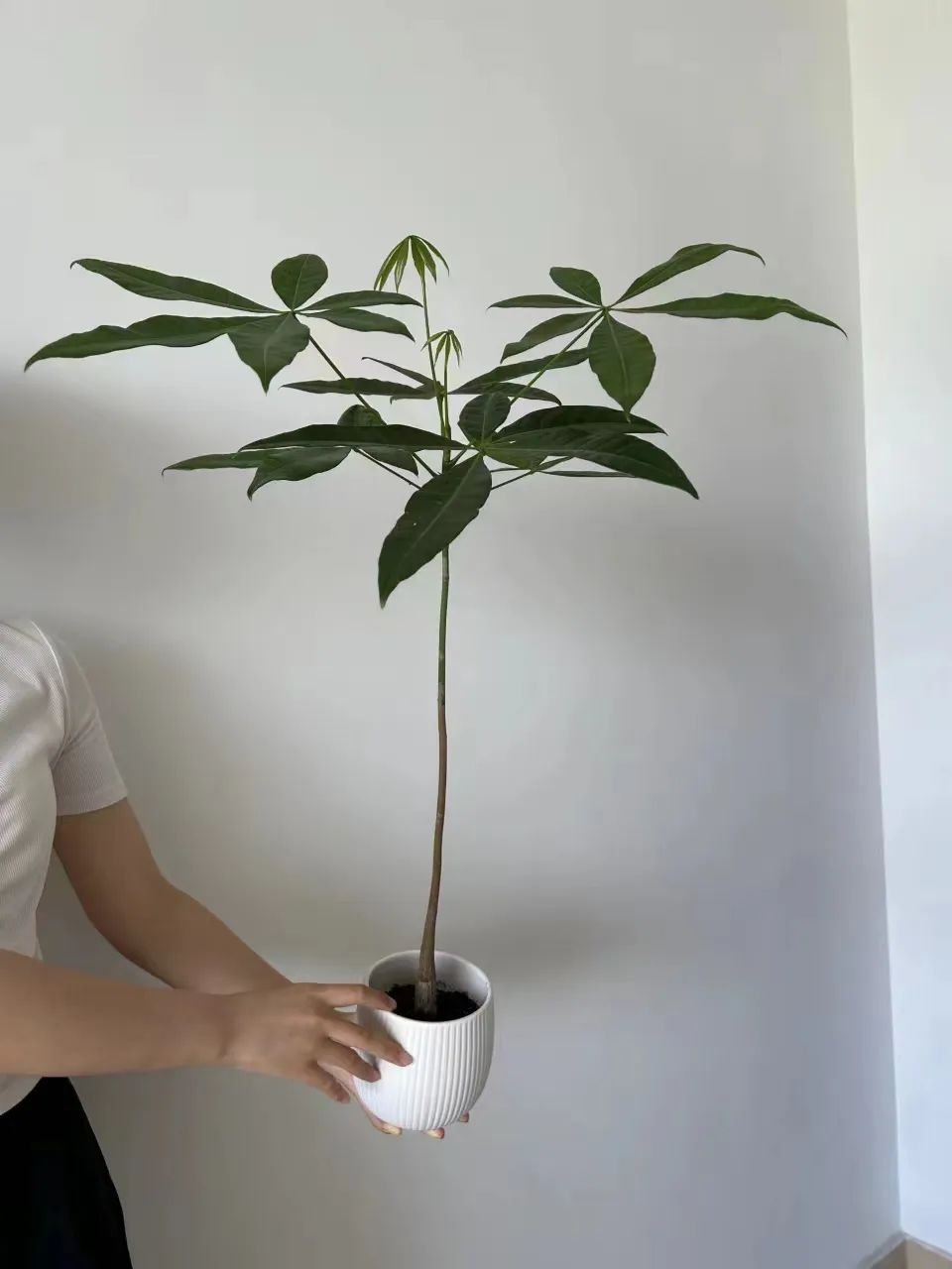 How to care for a money tree