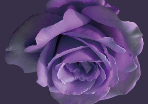 What do purple roses mean