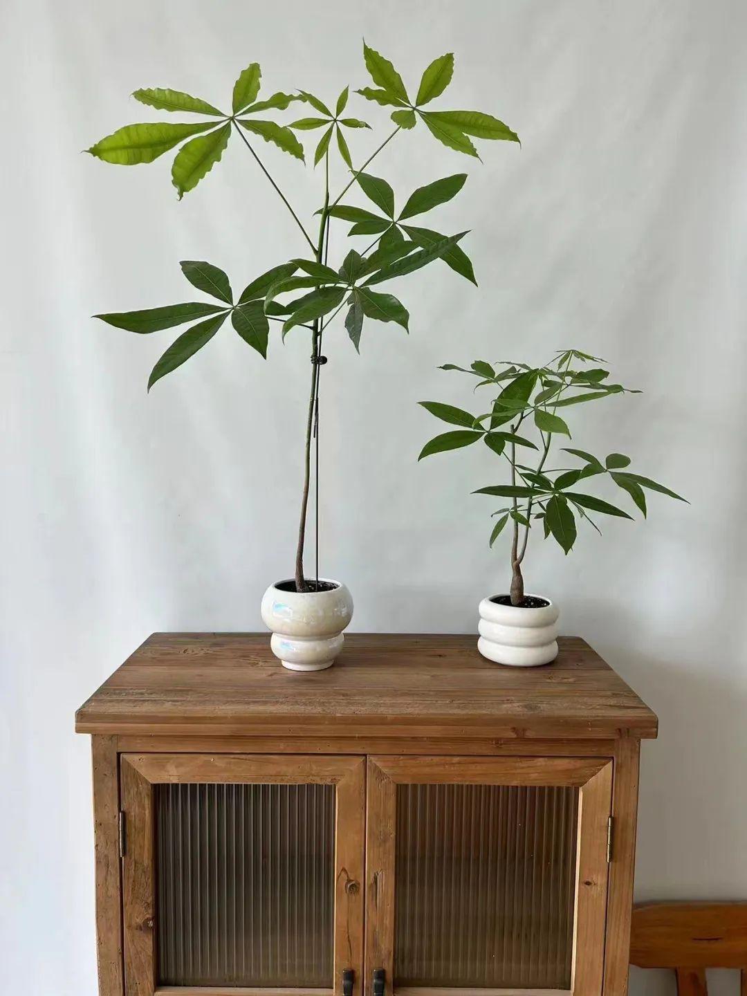 How to care for a money tree