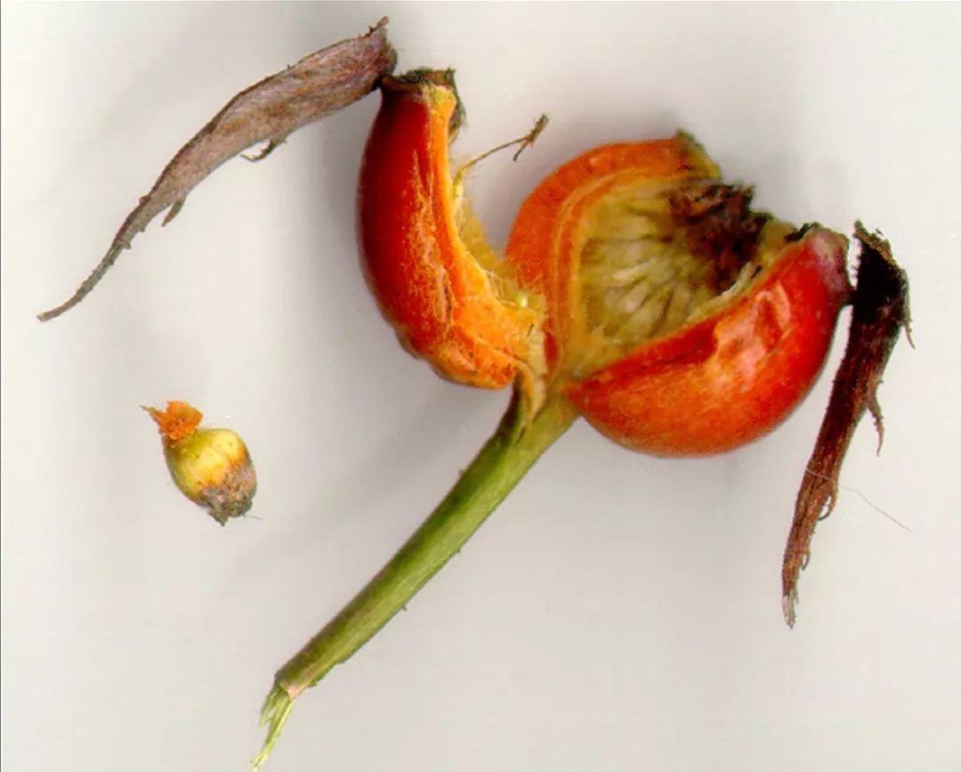 Do roses have seeds(How to germinate rose seeds)