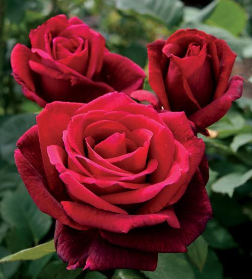 how to plant roses