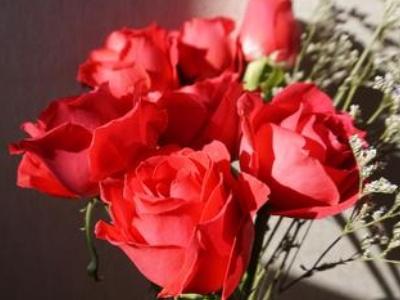 When to prune roses