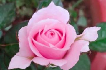 How to treat leaf curl on roses