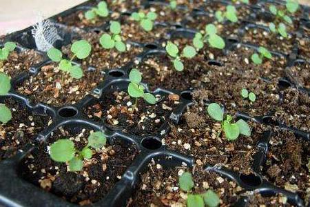 Do roses have seeds(How to germinate rose seeds)