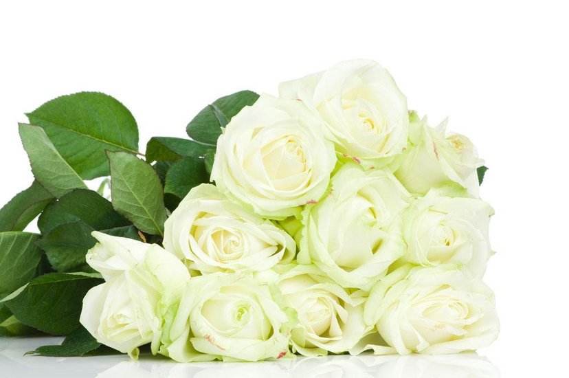 What does white roses mean