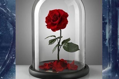 How long can roses go without water