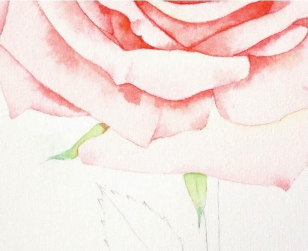 How to paint roses with watercolor