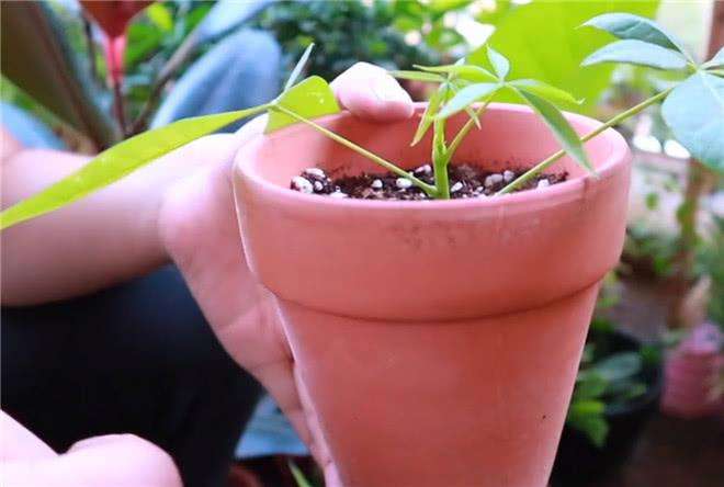 How to propagate money tree