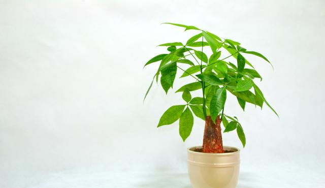 How to propagate money tree