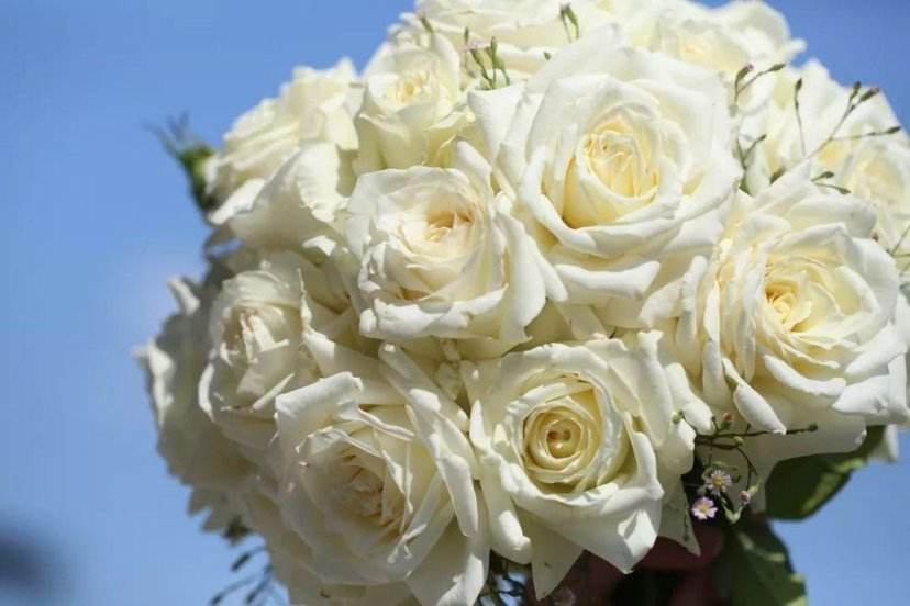 What does white roses mean