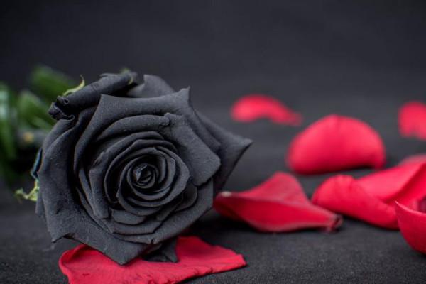 Are black roses real