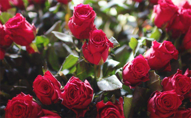 how to plant roses