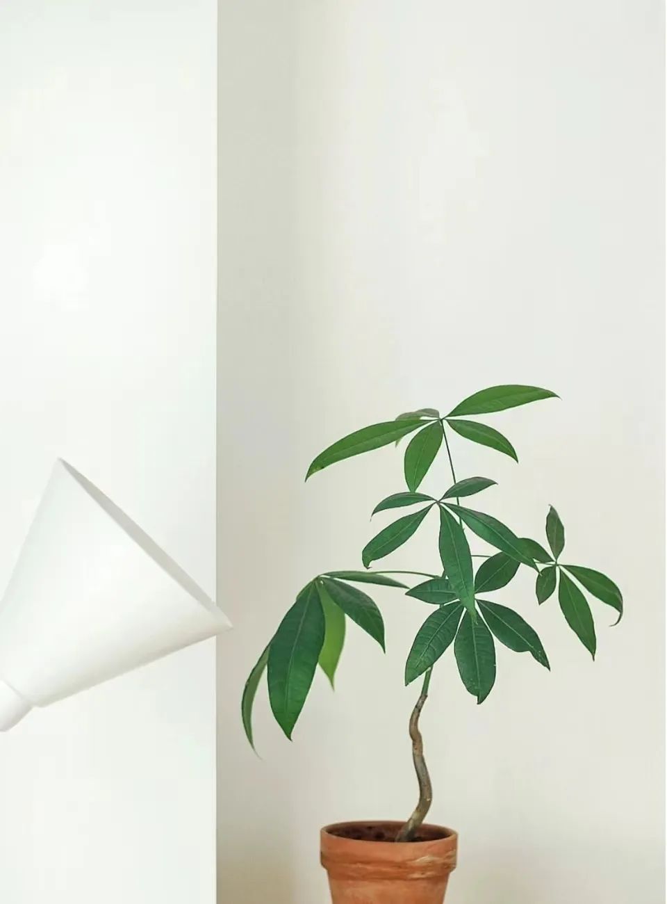 How to care for a money tree