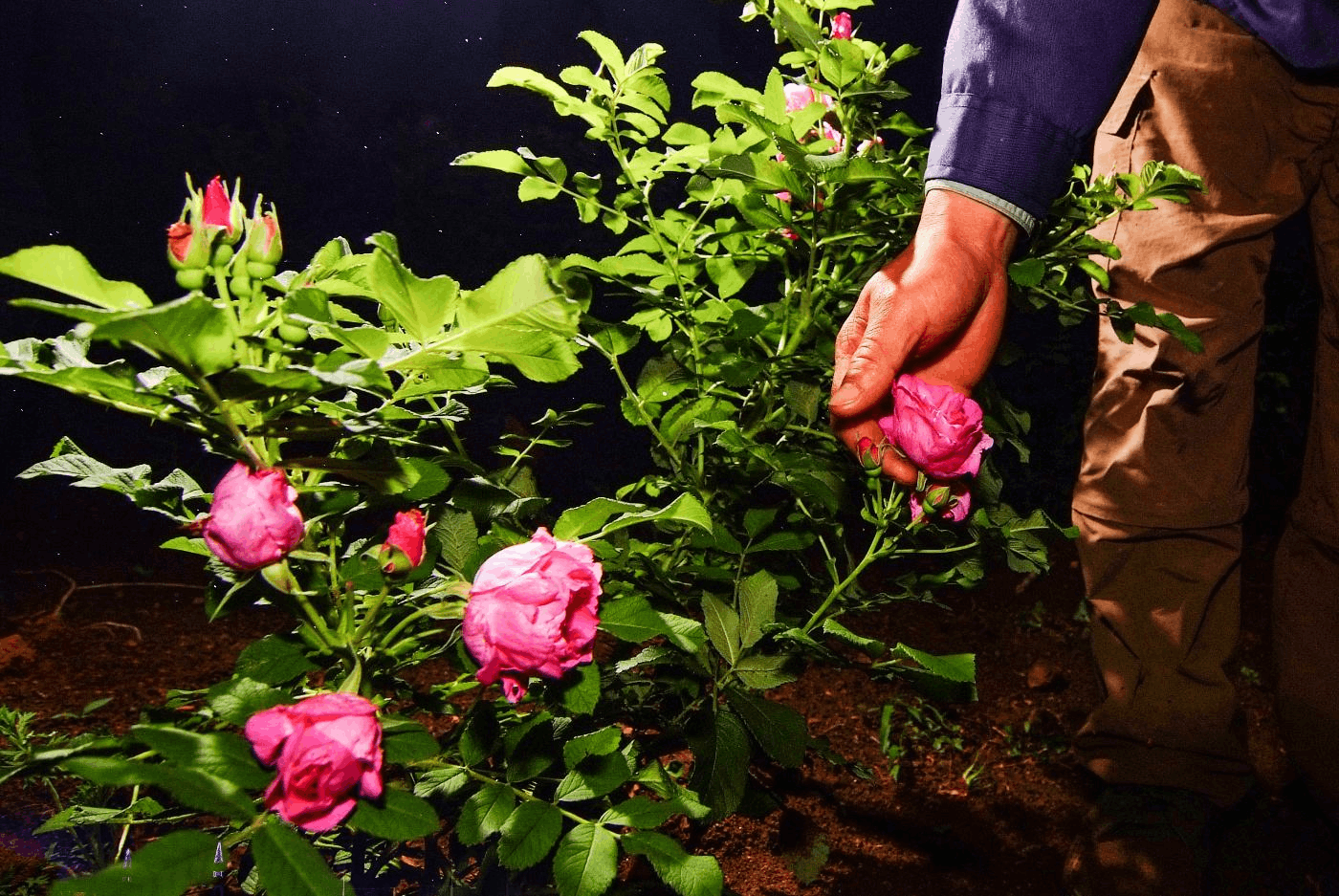 how to plant roses