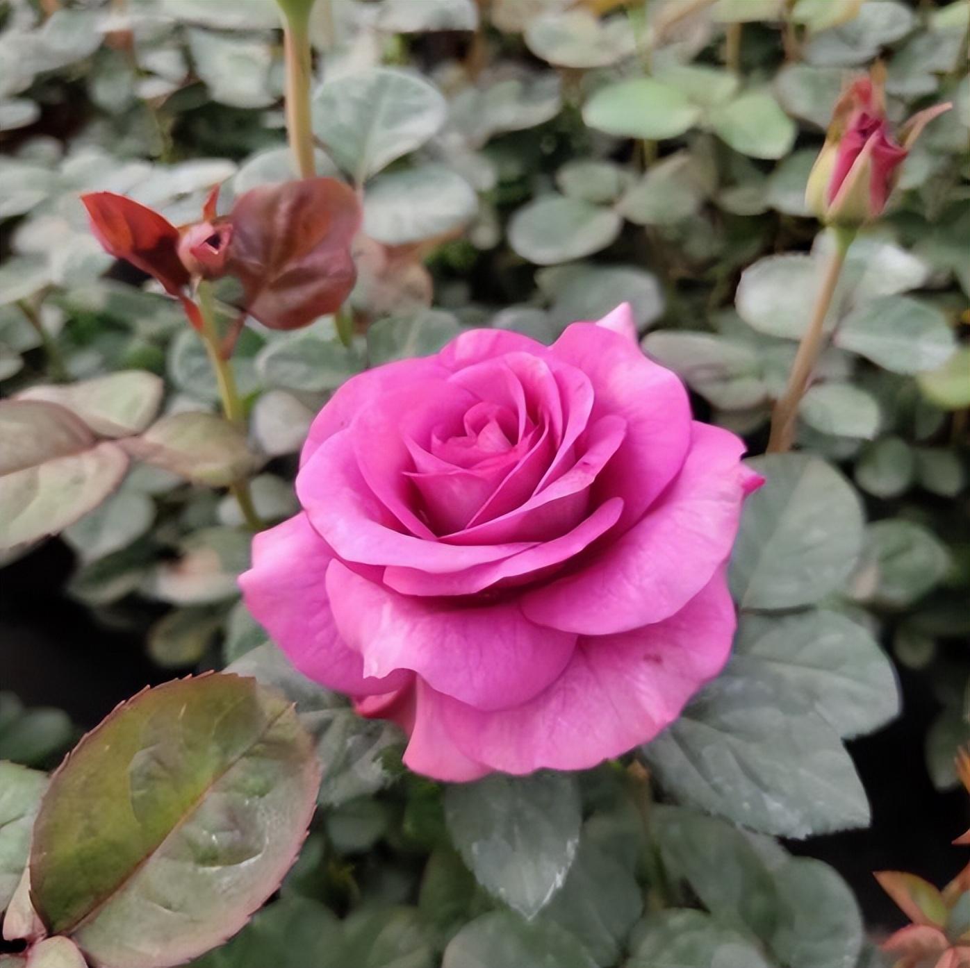 What is the best fertilizer for roses