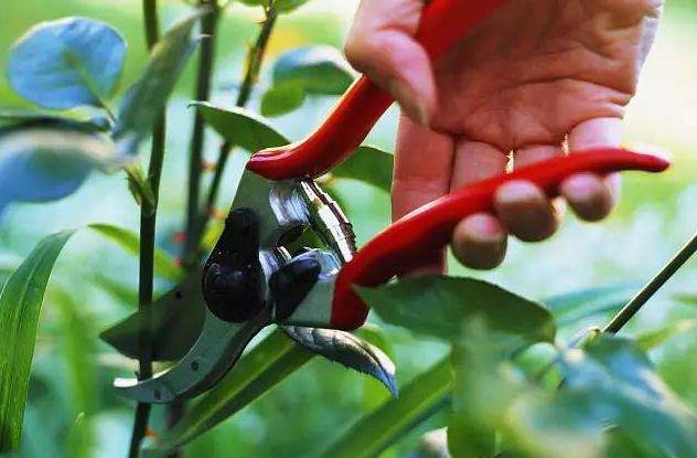 How to prune roses in summer