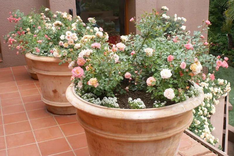 Can roses grow in pots