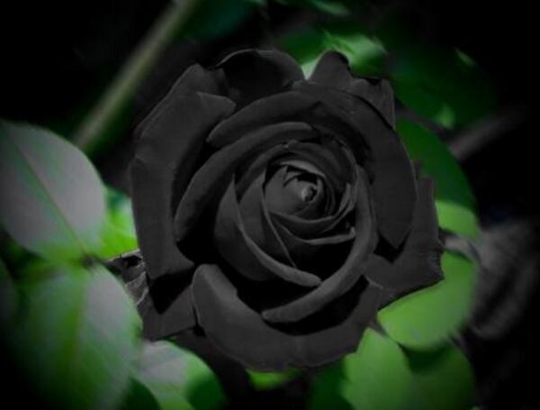 What do black roses mean