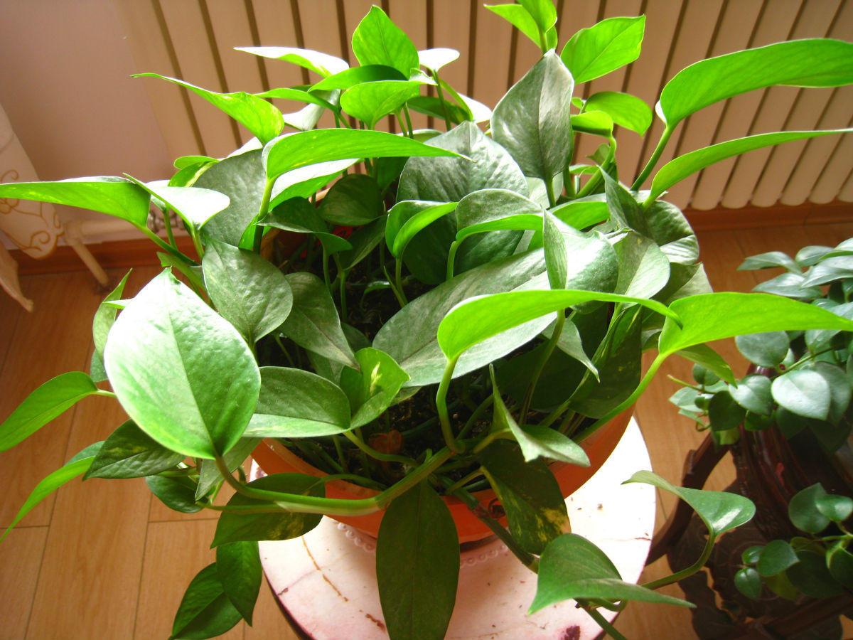 Can I put pothos in the bedroom to sleep with?