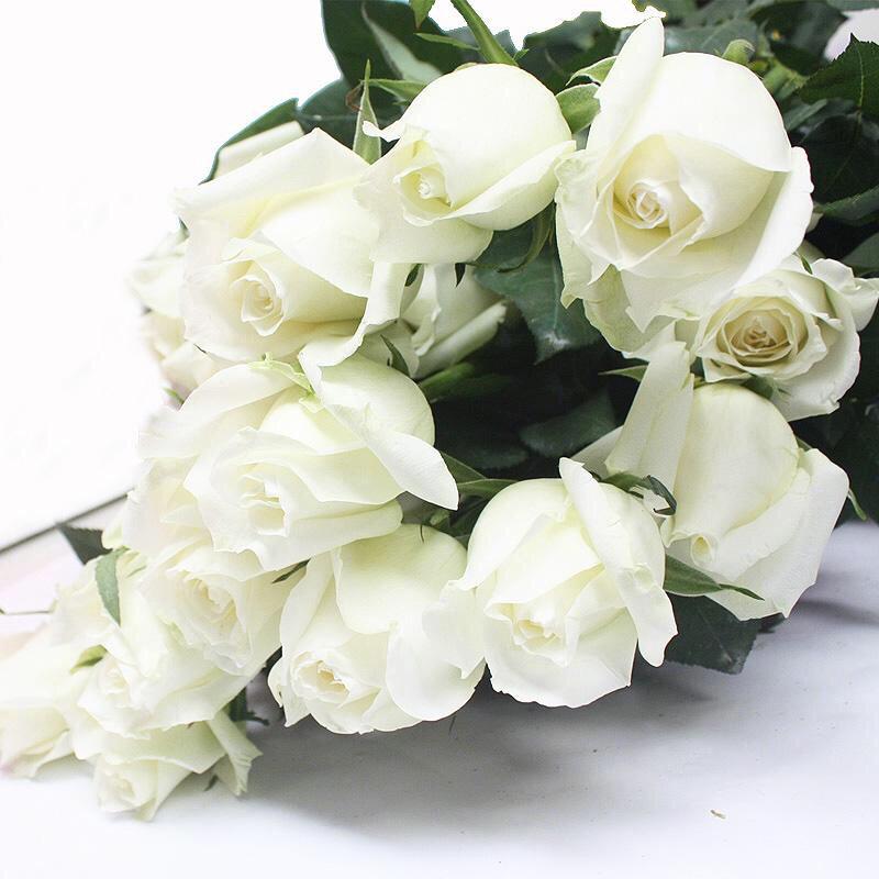 What does white roses mean