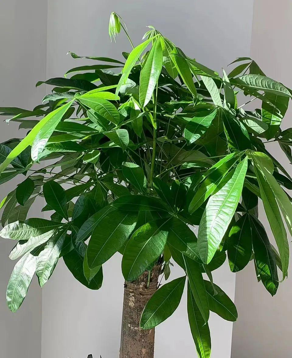 How to care for a money tree