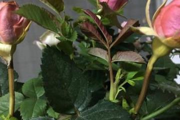 How to treat leaf curl on roses