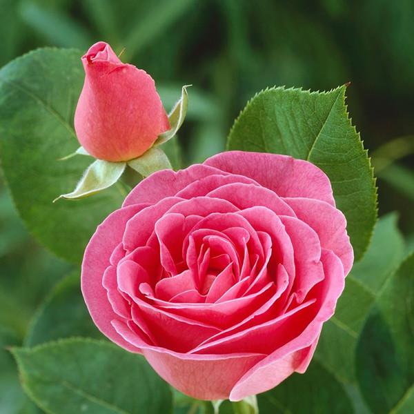 how to plant roses