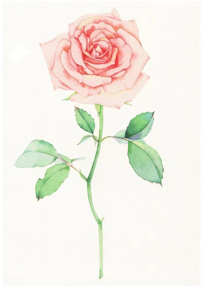 How to paint roses with watercolor