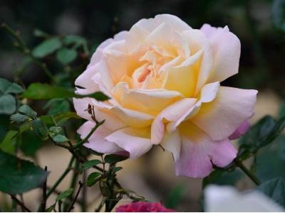 When to prune roses