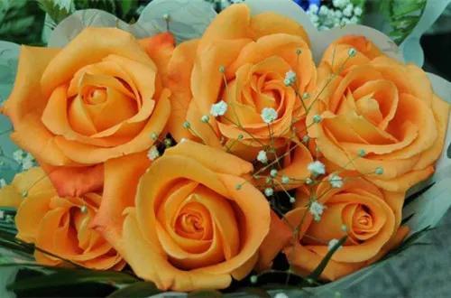 What do orange roses mean in a relationship