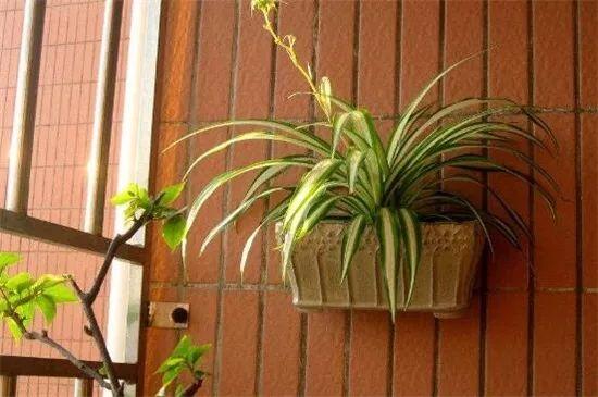 What plant is most auspicious to see when opening the door?