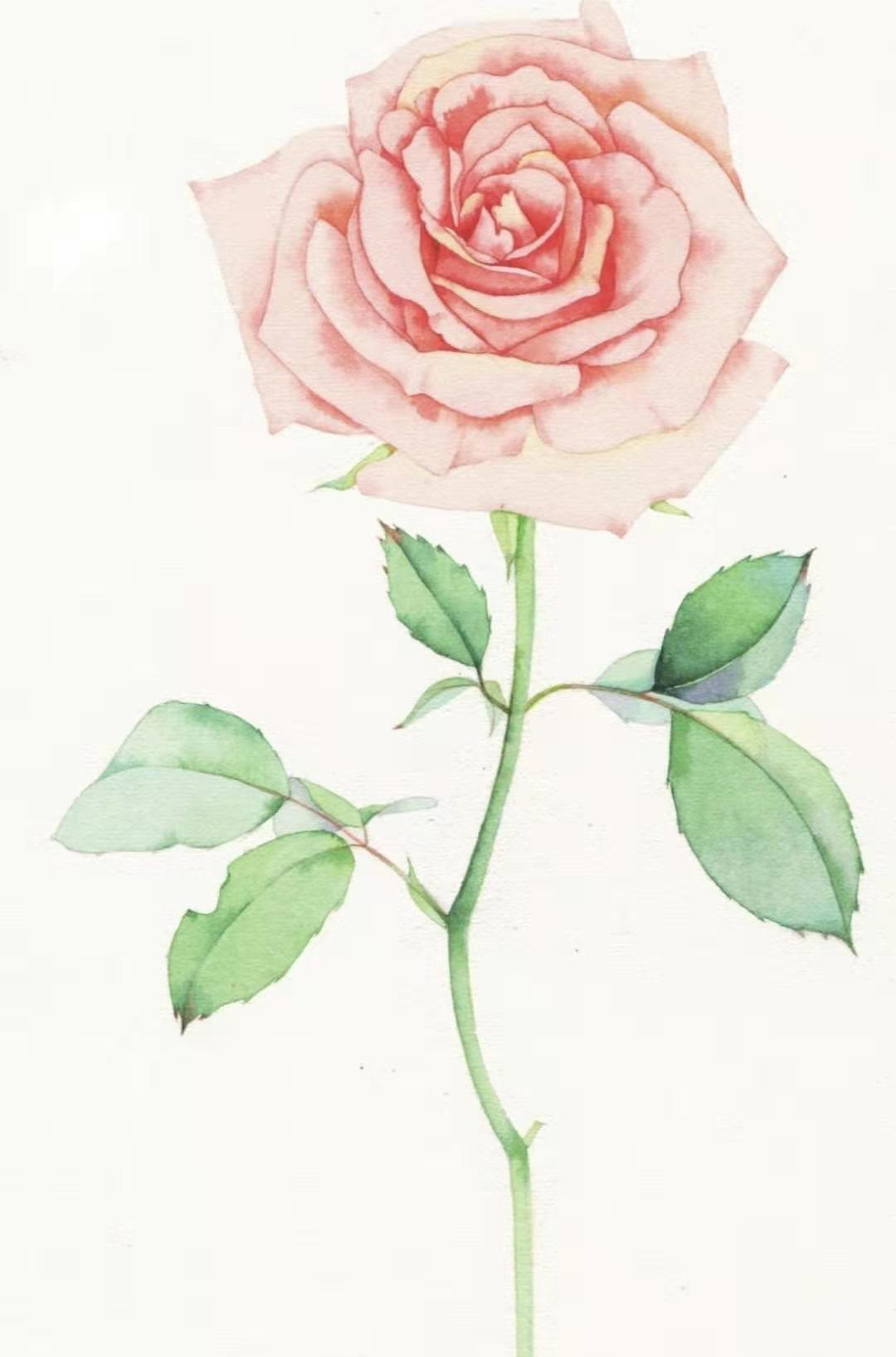 How to paint roses with watercolor