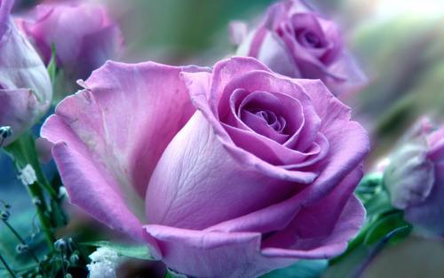 What do purple roses mean