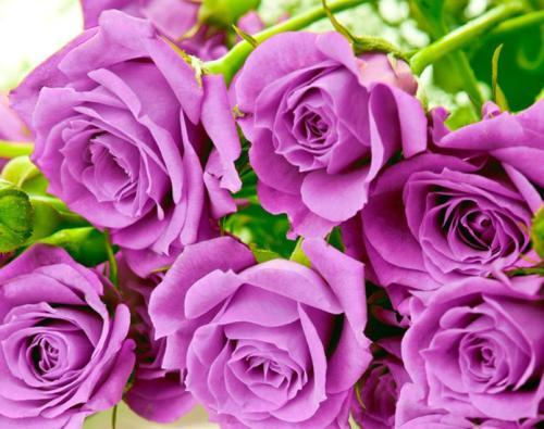 What do purple roses mean