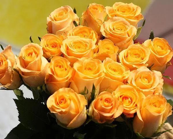 What do orange roses mean in a relationship