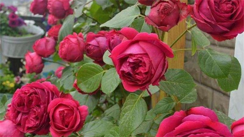 How to care for roses