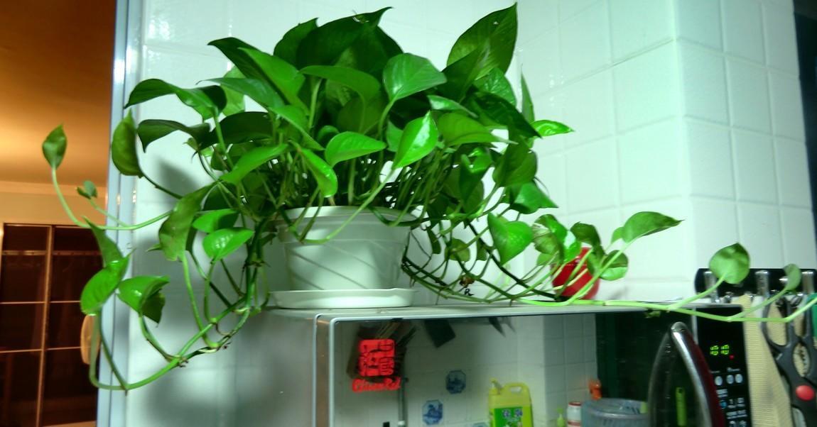 Can I put pothos in the bedroom to sleep with?