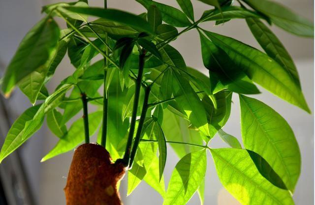 How to propagate money tree