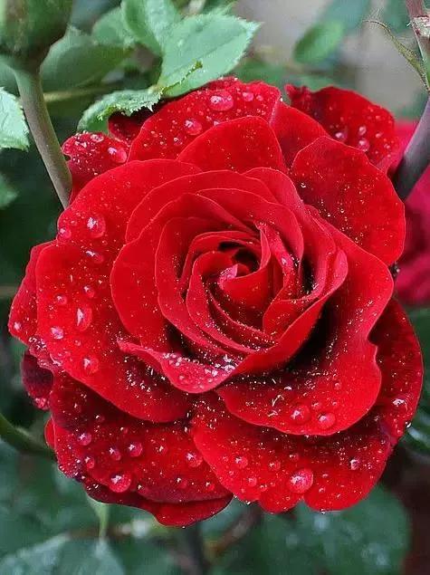 Do roses like acidic or alkaline soil